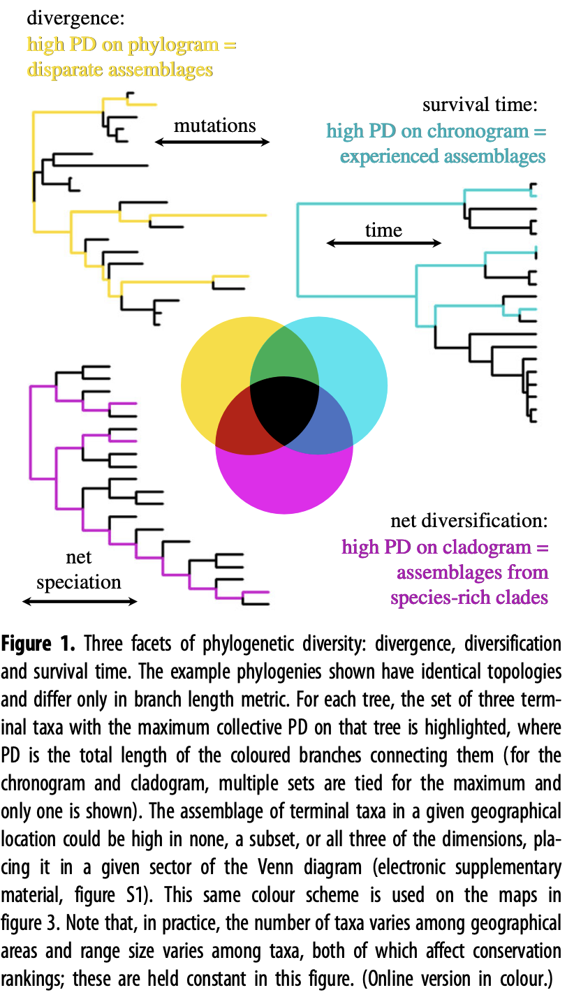 _images/phylodiversity.png