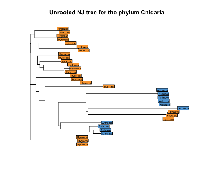 _images/simplecolorednjtreecnidaria.png